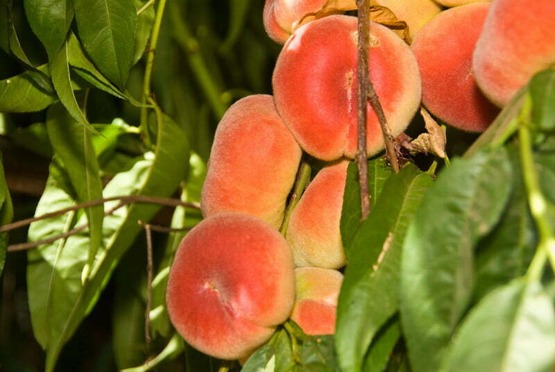 Piersic turtit - ( fruct turtit ) - Selectionat