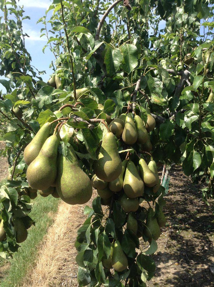 Prun soiul Stanley - ( Pomi standard ramificatii cresteri libere )