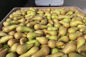 Par soiul Abate Fetel - ( Pomi standard ramificatii cresteri libere )