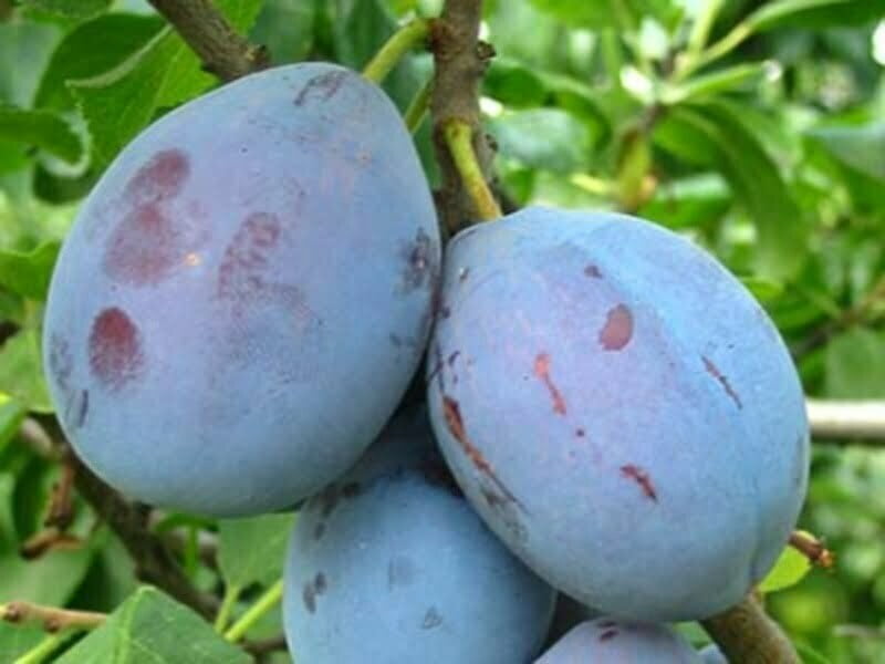 Prun soiul Cachanska Lepotica - ( Pomi cu coroana pre-formata )