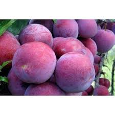 Prun soiul Sermina - ( Pomi cu coroana pre-formata )