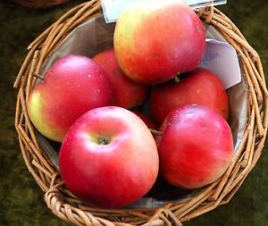 Mar soiul Jonathan - ( Pomi cu coroana pre-formata )