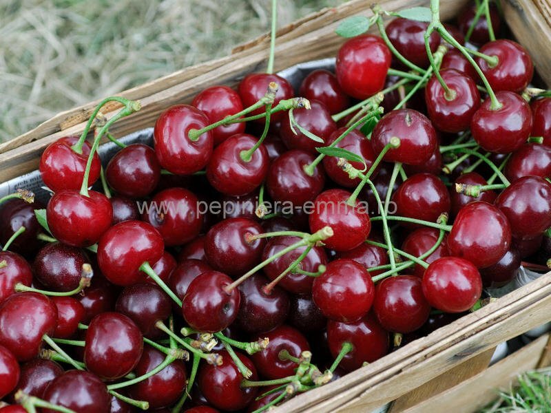 Visin soiul Crisana - ( Pomi standard ramificatii cresteri libere )