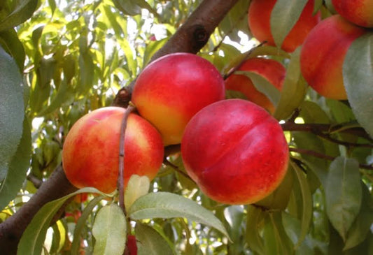 Nectarin soiul Fantasia