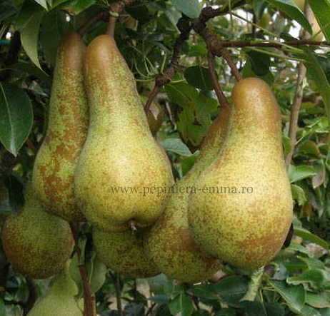 Par soiul Abate Fetel - ( Pomi standard ramificatii cresteri libere )