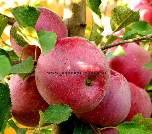 Mar soiul Florina   - ( Pomi standard ramificatii cresteri libere )