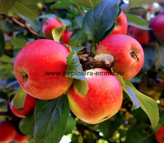 Mar soiul Jonathan - ( Pomi cu coroana pre-formata )