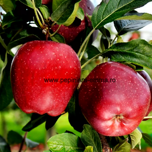 Mar soiul Starkrimson ( Bot de iepure ) - ( Pomi standard ramificatii cresteri libere )