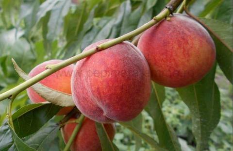 Piersic soiul Springcrest