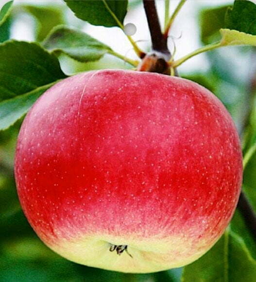 Mar soiul Rubinola - ( Pomi standard ramificatii cresteri libere )