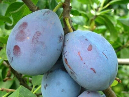 Prun soiul Cachanska Lepotica - ( Pomi standard ramificatii cresteri libere )