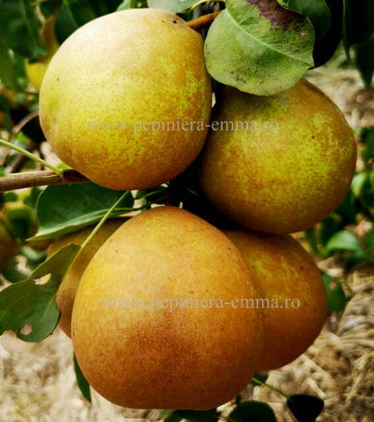 Par soiul Untoasa Hardy - ( Pomi standard ramificatii cresteri libere )