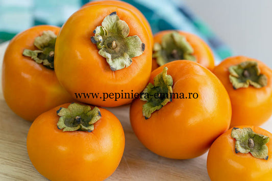 Kaki soiul Jiro - Inaltime la livrare 150-170 cm