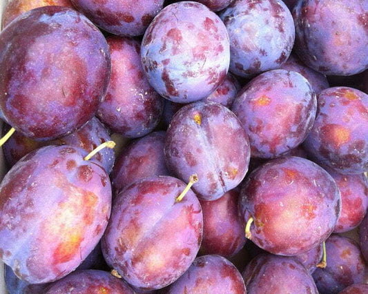 Prun soiul President - ( Pomi cu coroana pre-formata )