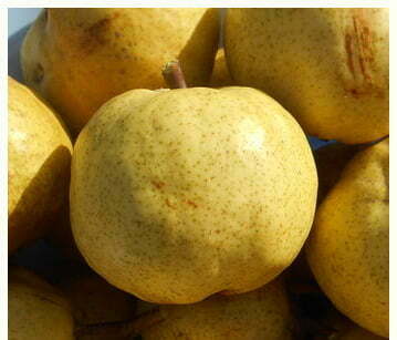 Par soiul Untoasa de Geoagiu - ( Pomi standard ramificatii cresteri libere )