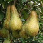 Par soiul Abate Fetel - ( Pomi standard ramificatii cresteri libere )