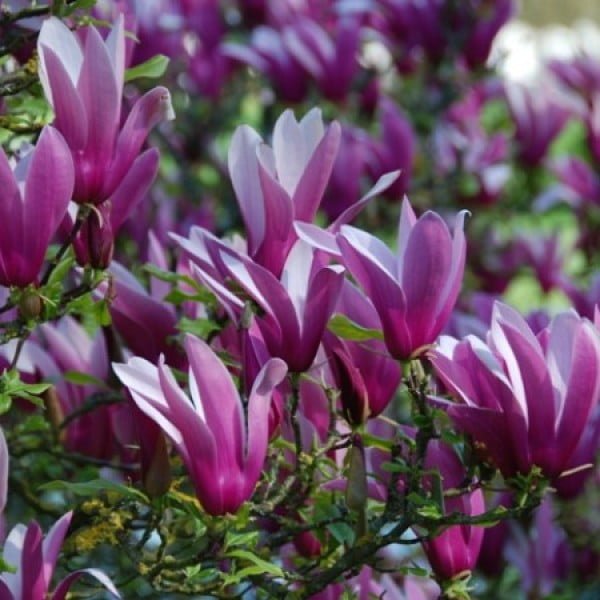 386 2 magnolia liliiflora nigra 600x600 1