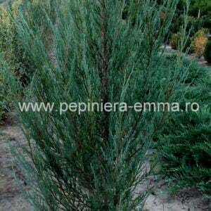 Juniperus Sky Roket