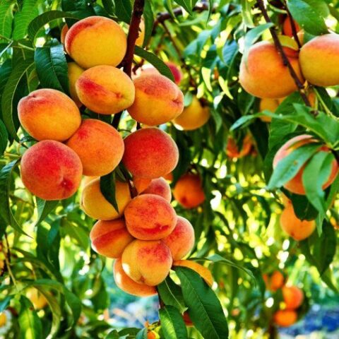 peach tree prunus persica free rooted