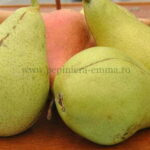 Par soiul Cure – ( Pomi cu coroana pre-formata ) - Soi de iarna - Anul 3