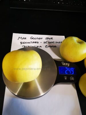 Mar soiul Golden Spur - ( Pomi standard ramificatii cresteri libere ) - imagine 2