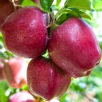 Mar soiul Starkrimson ( Bot de iepure ) - ( Pomi standard ramificatii cresteri libere )