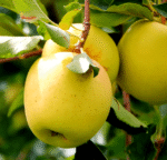 Mar soiul Golden Spur - ( Pomi standard ramificatii cresteri libere )