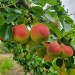 Par soiul Mirandino Rosso - ( Pomi cu coroana pre-formata )