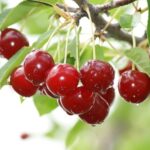 Visin soiul Mocanesti - ( Pomi cu coroana pre-formata )